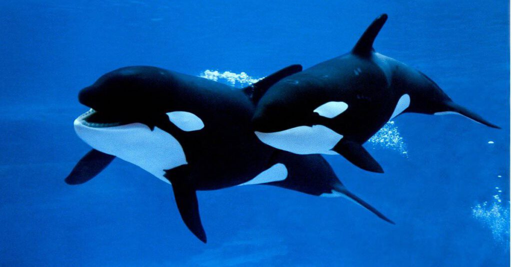 Wikie and Keijo: The Only Two Orcas Left